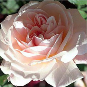 Светло-розовая - Роза форибунда крупноцветковая 